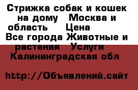 Стрижка собак и кошек на дому.  Москва и область.  › Цена ­ 1 200 - Все города Животные и растения » Услуги   . Калининградская обл.